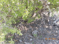 Sceloporus variabilis marmoratus