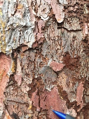 Dendroctonus rufipennis