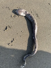 Gymnothorax equatorialis