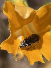 Acmaeodera hepburnii