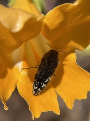 Acmaeodera hepburnii