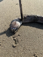 Gymnothorax equatorialis