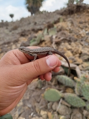 Sceloporus megalepidurus