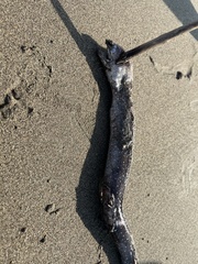 Gymnothorax equatorialis