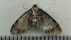 Eupithecia misturata