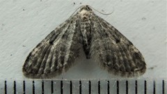 Eupithecia misturata
