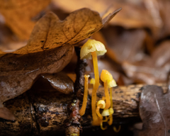 Mycena chusqueophila