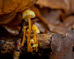 Mycena chusqueophila