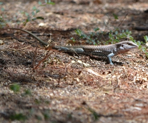 Mexican Plateau Spotted Whiptail [septemvittata], Aspidoscelis scalaris