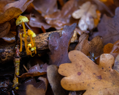 Mycena chusqueophila