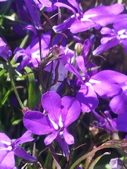 Lobelia erinus