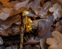 Mycena chusqueophila