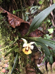 Chondrorhyncha