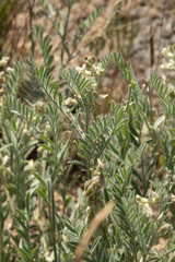 Astragalus lyallii