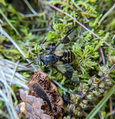 Chrysops callidus