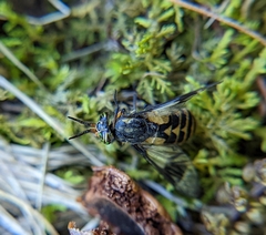 Chrysops callidus