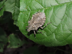 Brochymena chelonoides