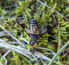 Chrysops callidus