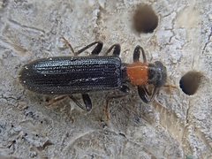Cymatodera bicolor