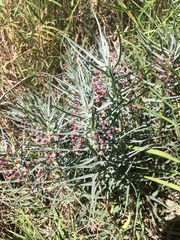 Asclepias brachystephana