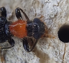 Cymatodera bicolor