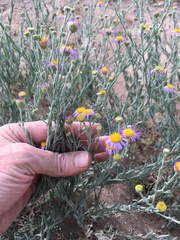 Erigeron breweri