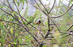 Icterus spurius fuertesi