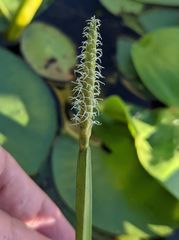 Eleocharis quadrangulata