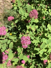 Spiraea splendens