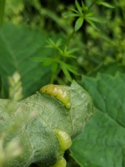 Dasineura parthenocissi