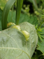 Dasineura parthenocissi