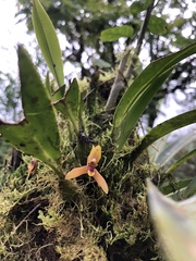 Maxillaria tenuibulba