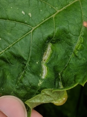 Dasineura parthenocissi