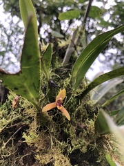 Maxillaria tenuibulba