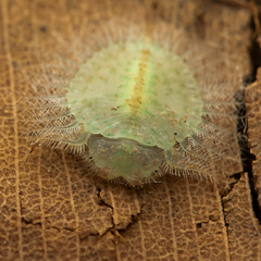 Myiodactylinae