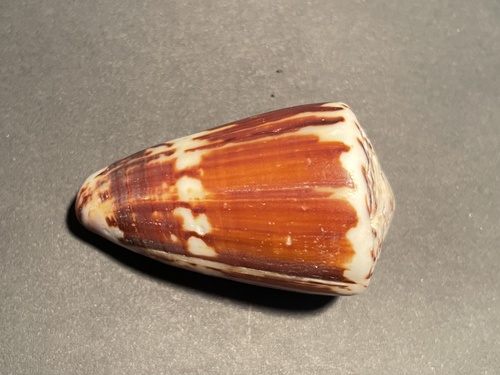 Conus vitulinus observed 2017-06-16
