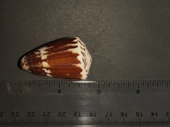 Conus vitulinus
