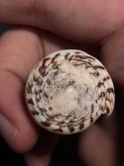 Conus vitulinus