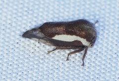 Ophiderma flavicephala