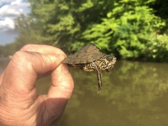 Graptemys pulchra
