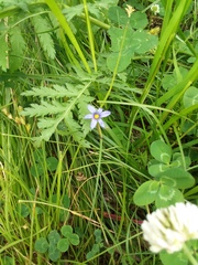 Sisyrinchium montanum