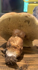 Boletus variipes