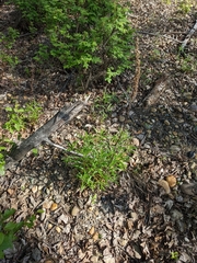 Artemisia longifolia