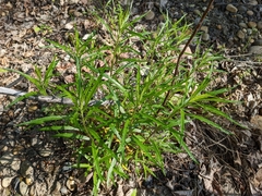 Artemisia longifolia