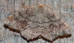 Macaria distribuaria