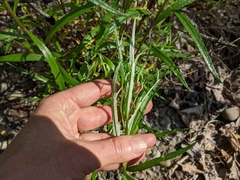 Artemisia longifolia