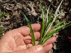 Artemisia longifolia