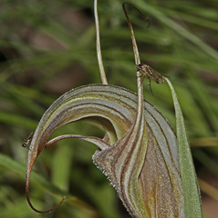 Pterostylis coccina