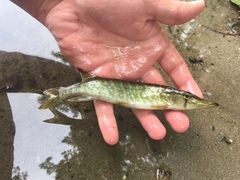 Esox americanus
