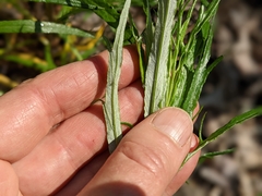 Artemisia longifolia